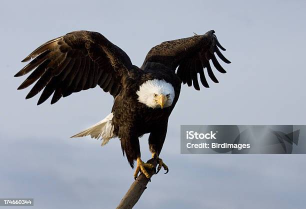 Águia Careca Em Um Poleiro Alasca - Fotografias de stock e mais imagens de Animal - Animal, Ave de Rapina, Dureza