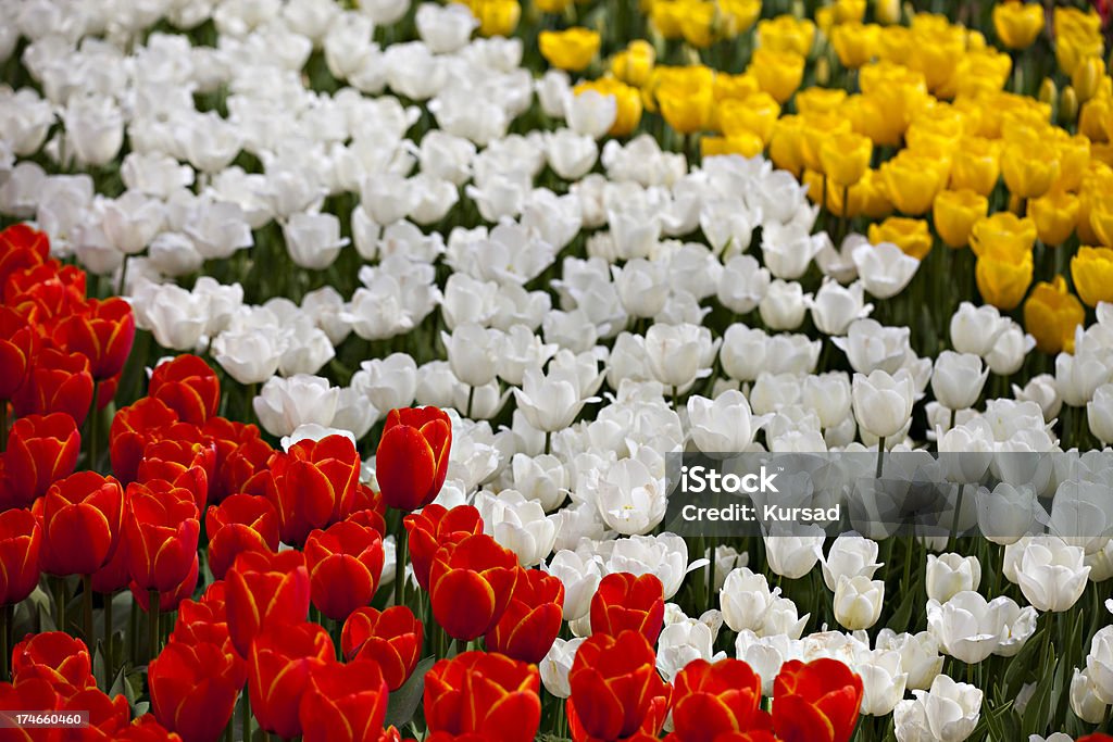 Tulipas coloridas - Foto de stock de Cabeça da flor royalty-free