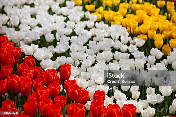 Foto de Tulipas Coloridas e mais fotos de stock de Cabeça da flor - Cabeça da flor, Colorido, Descrição de Cor