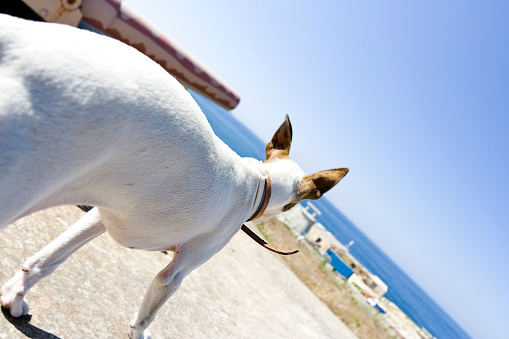 Terrier puppy looking off into the distance of the Mediterranean.