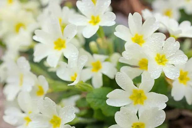 Wild Primroses with Dewdrops on Flower Petals