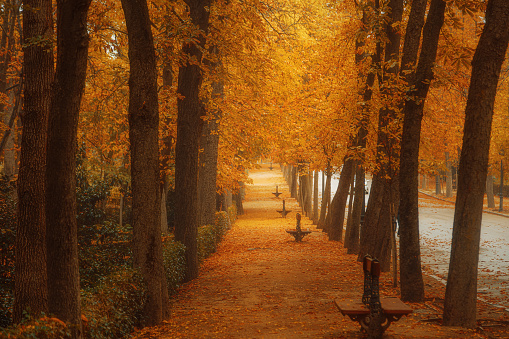 Experience the mesmerizing beauty of autumn in Madrid's El Retiro Park or Parque de El Retiro -  on a rainy day. The park comes alive with the stunning, vibrant colors of fall as visitors take leisurely walks, embracing the refreshing autumn air. Raindrops enhance the brilliance of the foliage, creating a serene and picturesque setting.\nMadrid, Spain, El Retiro Park, Rainy Day, Autumn, Fall Foliage, Seasonal Beauty, Nature Walk, Rain-Kissed Leaves, Outdoor Activity, Seasonal Colors, Serene Atmosphere, Park Scene, Autumnal Splendor.