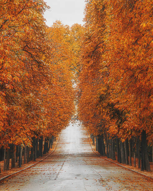 스페인 마드리드의 엘 레티로 공원에서 비오는 가을 날 산책 - yellow landscapes nature park 뉴스 사진 이미지