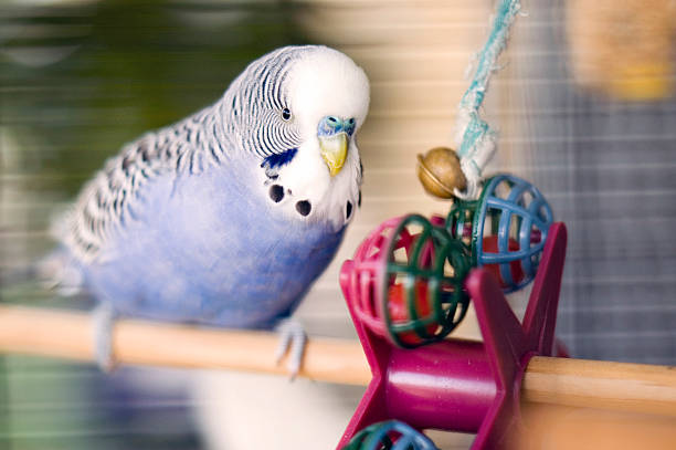 Blue budgie with toy Blue budgie with toy birdcage photos stock pictures, royalty-free photos & images