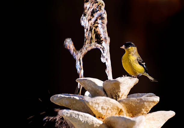 Gold Finch