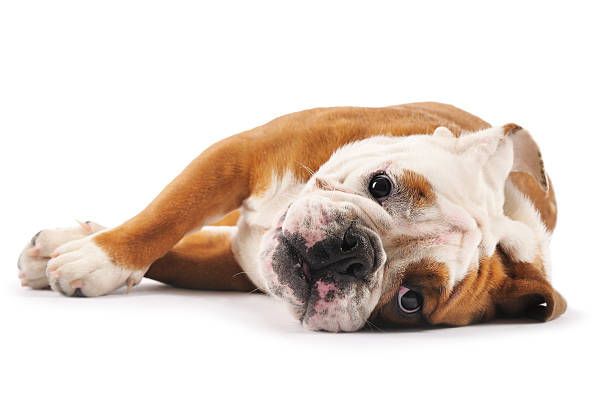 istock English Bulldog 174661099