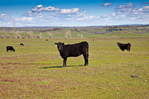 Black Angus in a California field A group of Black Angus cattle grazing in a green pasture on the outskirts of Chico Ca. chico california photos stock pictures, royalty-free photos & images