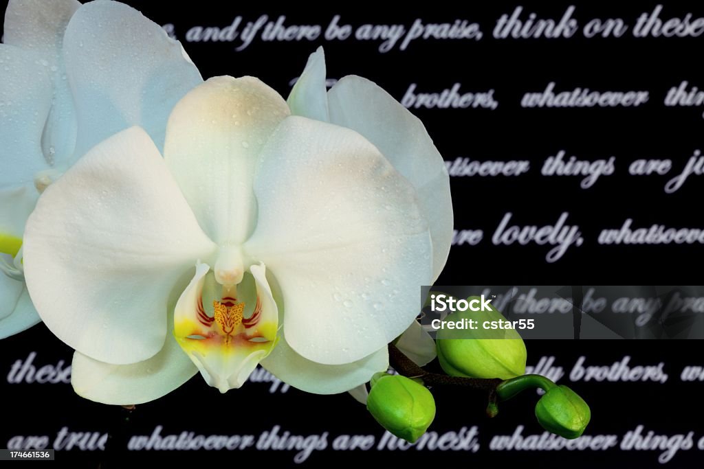Religious: Orchids with Bible Scripture in the background Orchids with Philippians 4:8 scripture in the background. Beauty In Nature Stock Photo