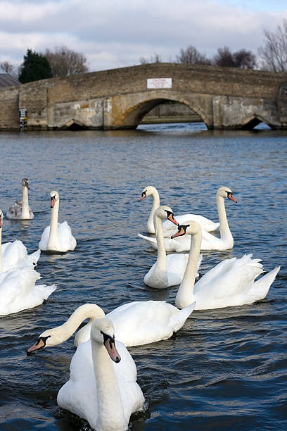 istock Mute swans and medieval bridge 174661577