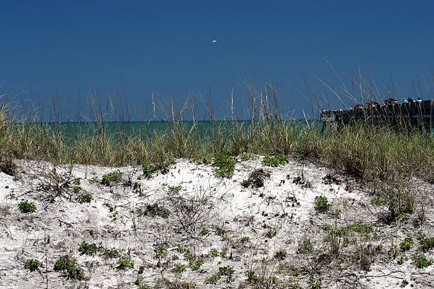 istock Beach Dunes & Fishing Pier 174661697
