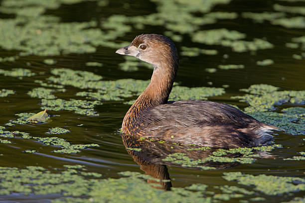 Pied-Billed Grebe A cute looking little grebe pied stock pictures, royalty-free photos & images