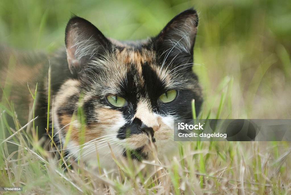 Kucing Merayap Masuk Foto Stok - Unduh Gambar Sekarang - Alam