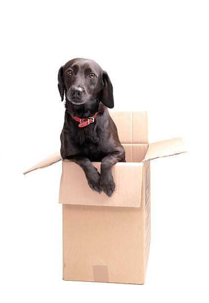 please take me home! very expressive much loved black dog in a cardboard box box of puppies stock pictures, royalty-free photos & images