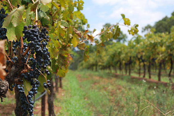 Image of a vineyard with grapes ready to be harvested
