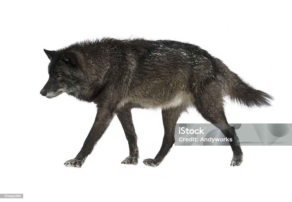 Canadian Timber Wolf - Lizenzfrei Wolf Stock-Foto