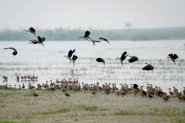 istock Flock of  Lesser whistling duck 1746623439