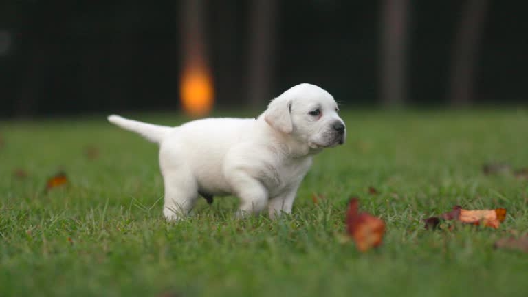 Day 34 White Lab Puppy Exploring the Out Doors - Walking