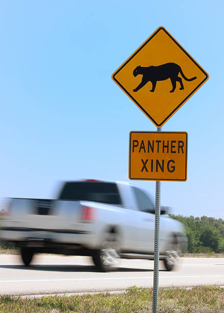 Panther Crossing stock photo