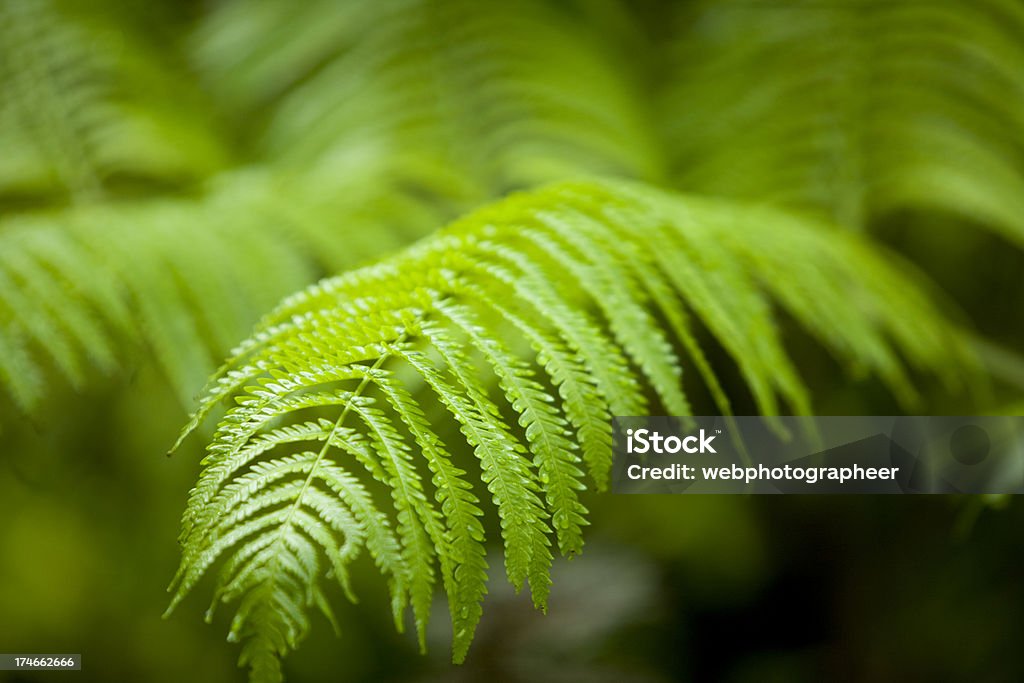 Fern folhas - Royalty-free Cibotium Menziesii Foto de stock