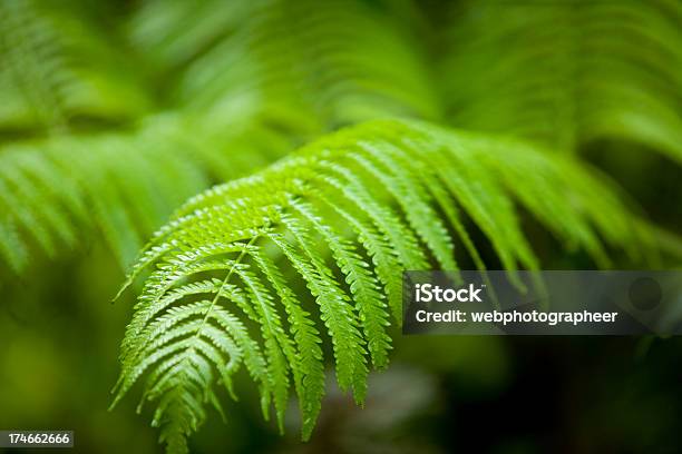 Foto de Fern Folhas e mais fotos de stock de Cibotium menziesii - Cibotium menziesii, Samambaia - Flora, Abstrato