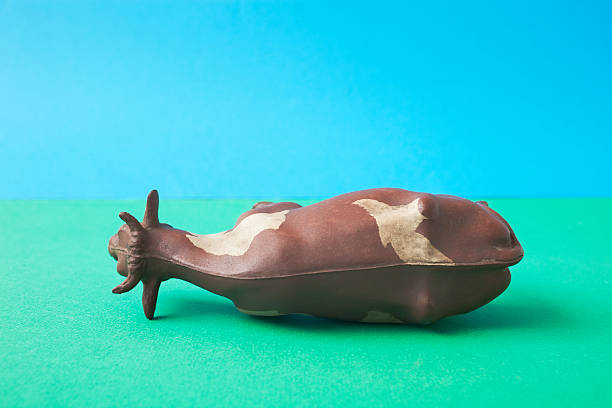 Cow lying down.Lightbox: