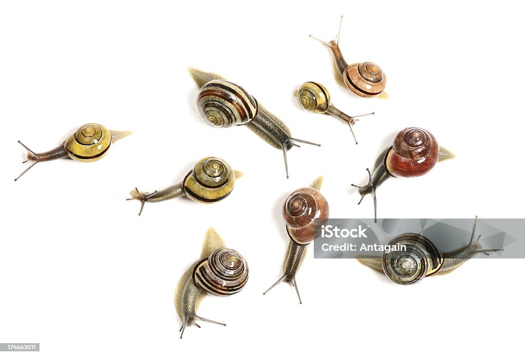 뱀 메트로폴리스 정원 - 로열티 프리 가든달팽이 스톡 사진