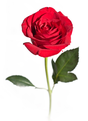 Photo of a beautiful red rose isolated on a white background