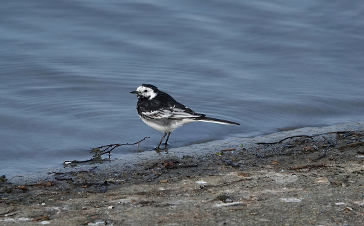 A pied wagtail standing at the edge of a reservoir.