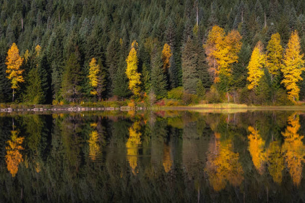 istock Autumn trees in forest reflecting on lake water 1746632279