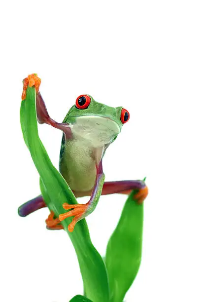 Photo of Red-eyed Tree Frog