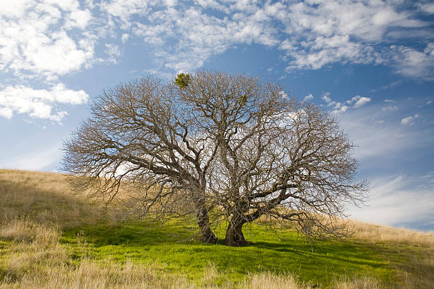 Buckeye Tree on Hillside in Winter, California