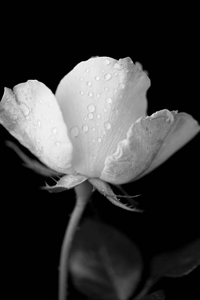 Beautiful black and white rose displaying drops of rain