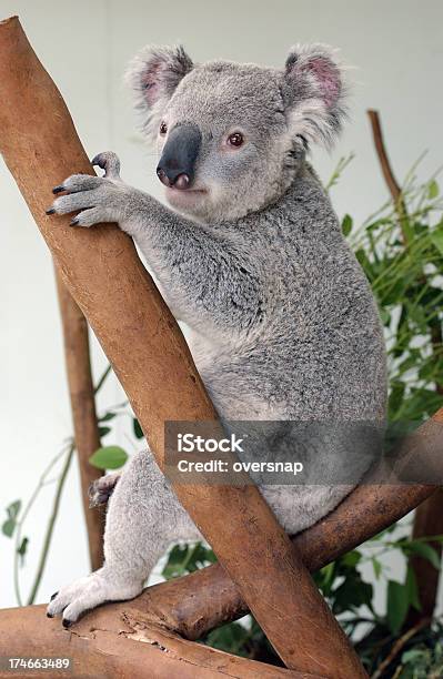 Oso Koala Foto de stock y más banco de imágenes de Aire libre - Aire libre, Animal, Animales en cautiverio