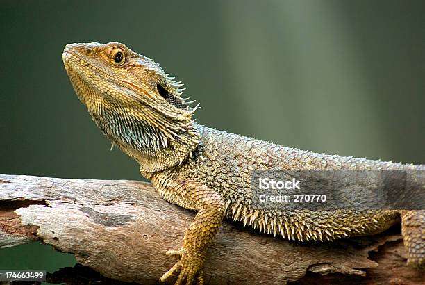 Australiano Drago Barbuto Pogona Vitticeps Lucertola - Fotografie stock e altre immagini di Anfiboluro dalla barba