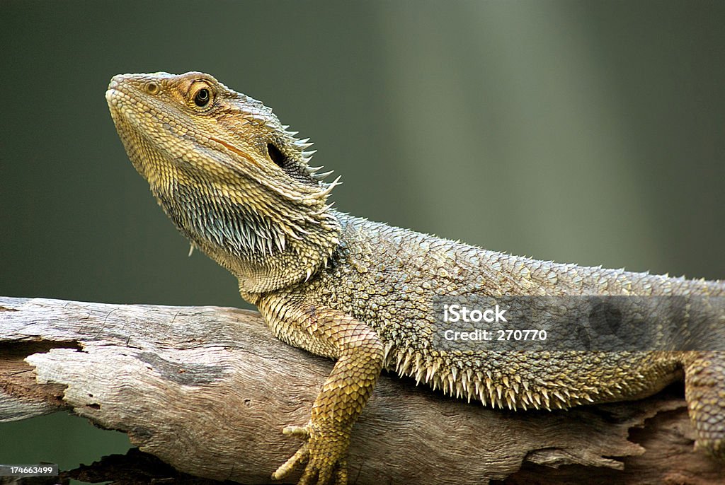 Dragão-de-barba australianos (Pogona vitticeps) Lizard - Foto de stock de Amphibolurus Barbatus royalty-free