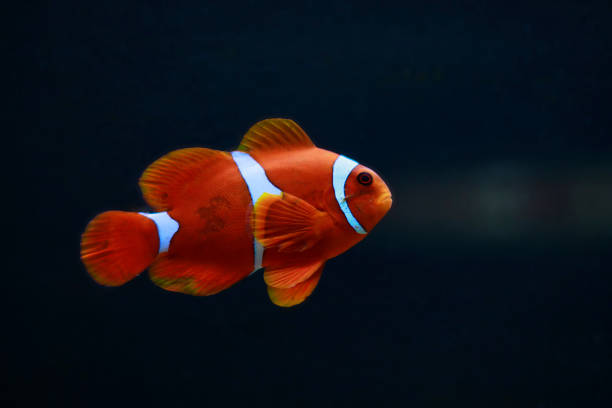 istock Maroon Clownfish isolated in aquarium- (Premnas biaculeatus) 1746635156