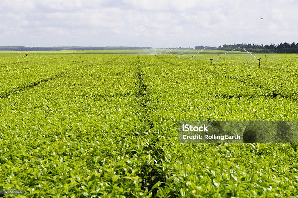 Plantación de té - Foto de stock de Té - Cultivo libre de derechos