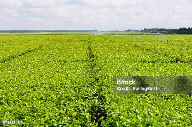 Plantación De Té Foto de stock y más banco de imágenes de Té - Cultivo - Té - Cultivo, África, Agricultura