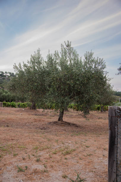 istock Olive tree with ripe olives. Portugal, Tras-os-montes. Copy space 1746636896