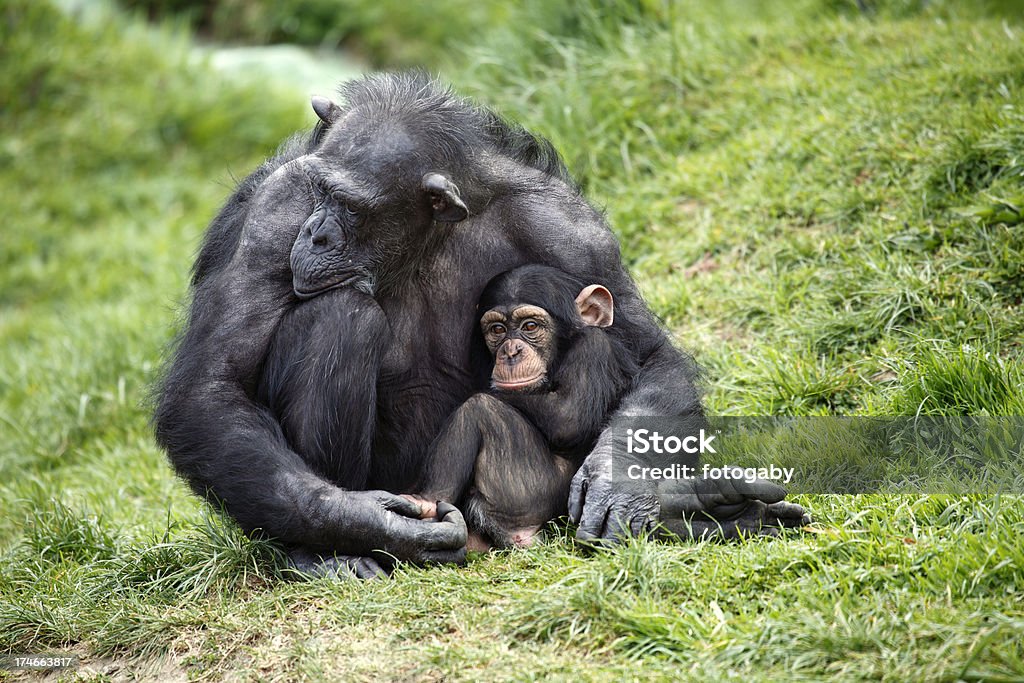 Chimpancé bebé retención - Foto de stock de Chimpancé libre de derechos