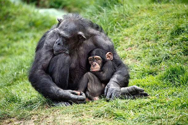 Family of chimpanzees resting on a treeFamily of chimpanzees resting on a tree.Family of chimpanzees resting on a tree
