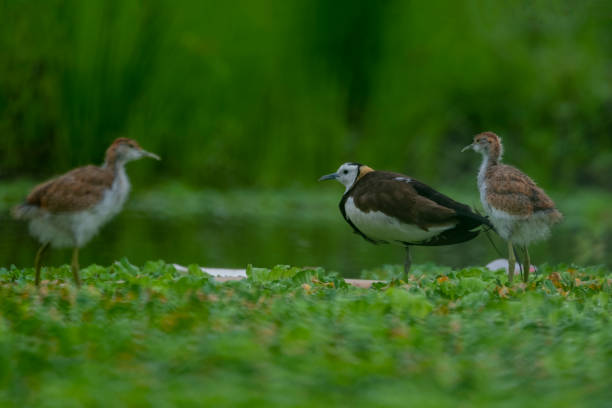 istock The pheasant-tailed jacana is a jacana in the monotypic genus Hydrophasianus 1746638565