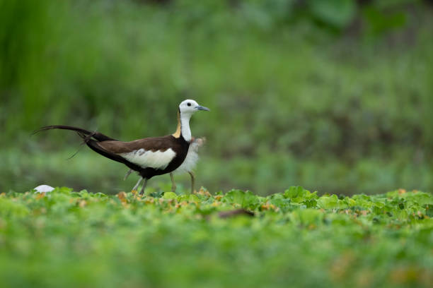 istock The pheasant-tailed jacana is a jacana in the monotypic genus Hydrophasianus 1746638575