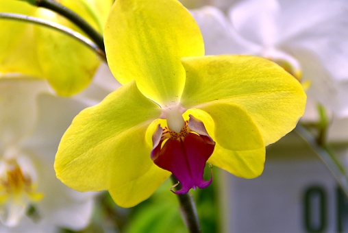 Yellow Phalaenopsis orchid flowers are blooming on stalks