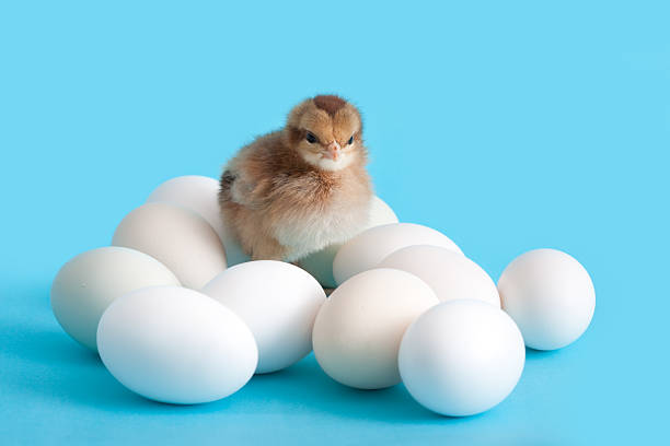 Baby brown chicken surrounded with eggs with blue background.