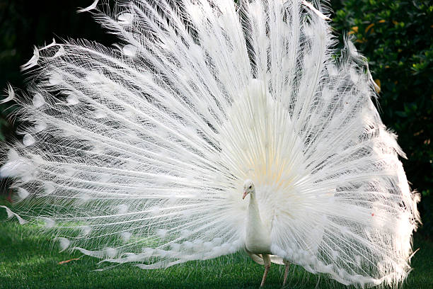 Pavão Branco - foto de acervo