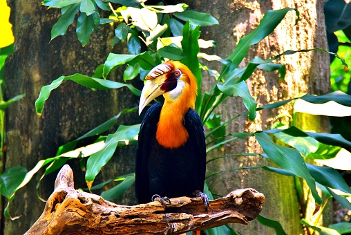 Papuan hornbill on a tree branch