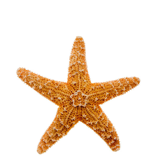 istock Star Fish, Echinoderm and Sea Life 174664351