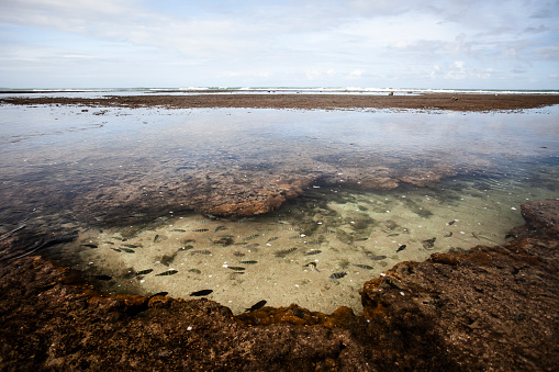 Natural pools on Porto de Galinhas beach with tourists, clear waters and fish