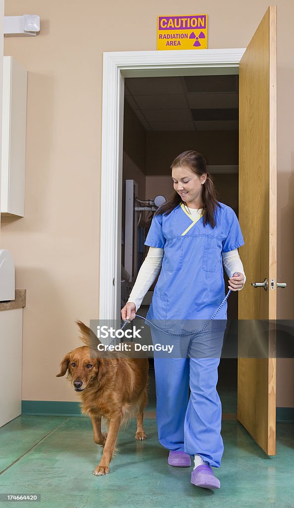 Veterinary técnico caminha um Golden Retriever da sala de raios X - Royalty-free Veterinário Foto de stock
